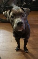 Lost Female Dog last seen Chatsworth and Balboa , Los Angeles, CA 91311