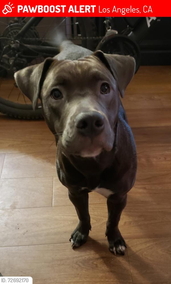 Lost Female Dog last seen Chatsworth and Balboa , Los Angeles, CA 91311