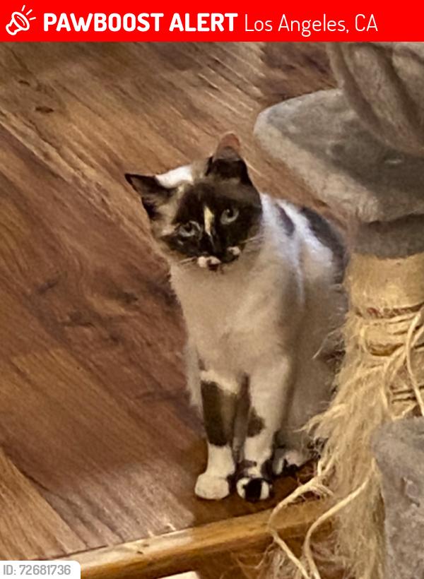 Lost Female Cat last seen El segundo blvd and budlong ave, Los Angeles, CA 90044
