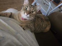 Lost Female Cat last seen Old buncombe Rd, Greenville, SC 29617