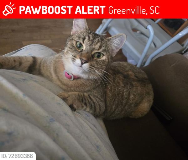 Lost Female Cat last seen Old buncombe Rd, Greenville, SC 29617