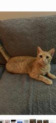 Lost Female Cat last seen The corner of Summit Blvd and Renoir St. , Pensacola, FL 32504