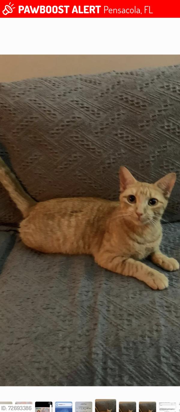 Lost Female Cat last seen The corner of Summit Blvd and Renoir St. , Pensacola, FL 32504