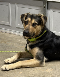 Found/Stray Male Dog last seen N Westmoreland Rd, Dallas, TX 75212
