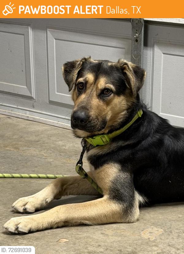 Found/Stray Male Dog last seen N Westmoreland Rd, Dallas, TX 75212