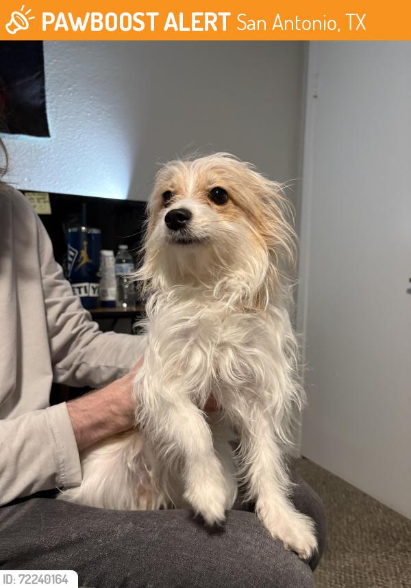 Found/Stray Female Dog last seen Patricia, Wren apmts , San Antonio, TX 78216