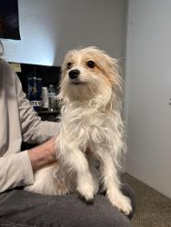 Found/Stray Female Dog last seen Patricia, Wren apmts , San Antonio, TX 78216