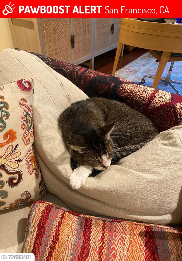 Lost Female Cat last seen Near green street, San Francisco, CA 94123