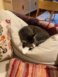 Lost Female Cat last seen Near green street, San Francisco, CA 94123