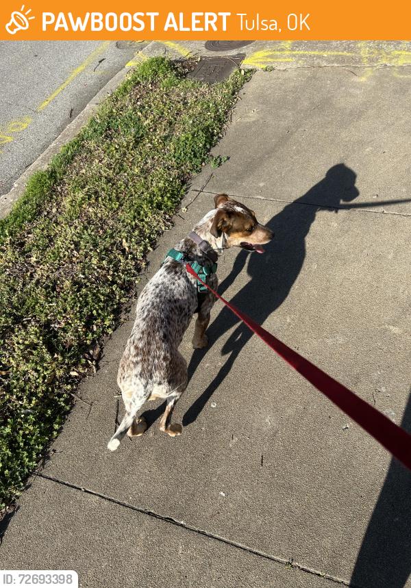 Found/Stray Female Dog last seen Boulder & Reconciliation Way, outside Saturn Room, Tulsa, OK 74103