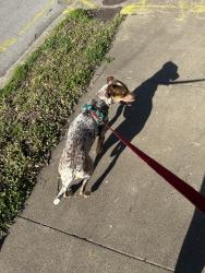 Found/Stray Female Dog last seen Boulder & Reconciliation Way, outside Saturn Room, Tulsa, OK 74103