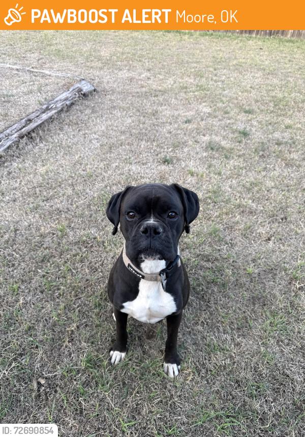 Found/Stray Male Dog last seen NE 18th and Eastern, Moore, OK , Moore, OK 73160