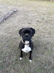 Found/Stray Male Dog last seen NE 18th and Eastern, Moore, OK , Moore, OK 73160