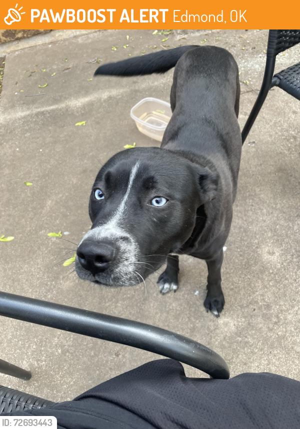 Found/Stray Unknown Dog last seen South Lockeport Dr, Edmond, OK 73003