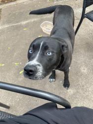 Found/Stray Unknown Dog last seen South Lockeport Dr, Edmond, OK 73003