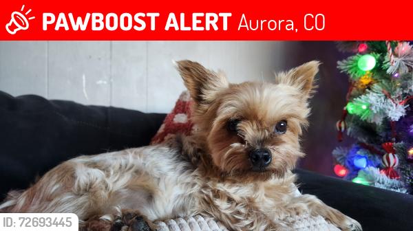 Lost Female Dog last seen Toledo and Parkview, Aurora, CO 80011