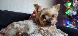 Lost Female Dog last seen Toledo and Parkview, Aurora, CO 80011