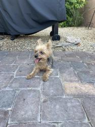Found/Stray Unknown Dog last seen Losee and Tropical , North Las Vegas, NV 89081