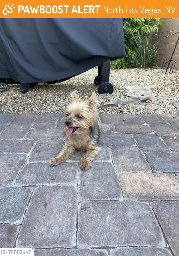Found/Stray Unknown Dog last seen Losee and Tropical , North Las Vegas, NV 89081