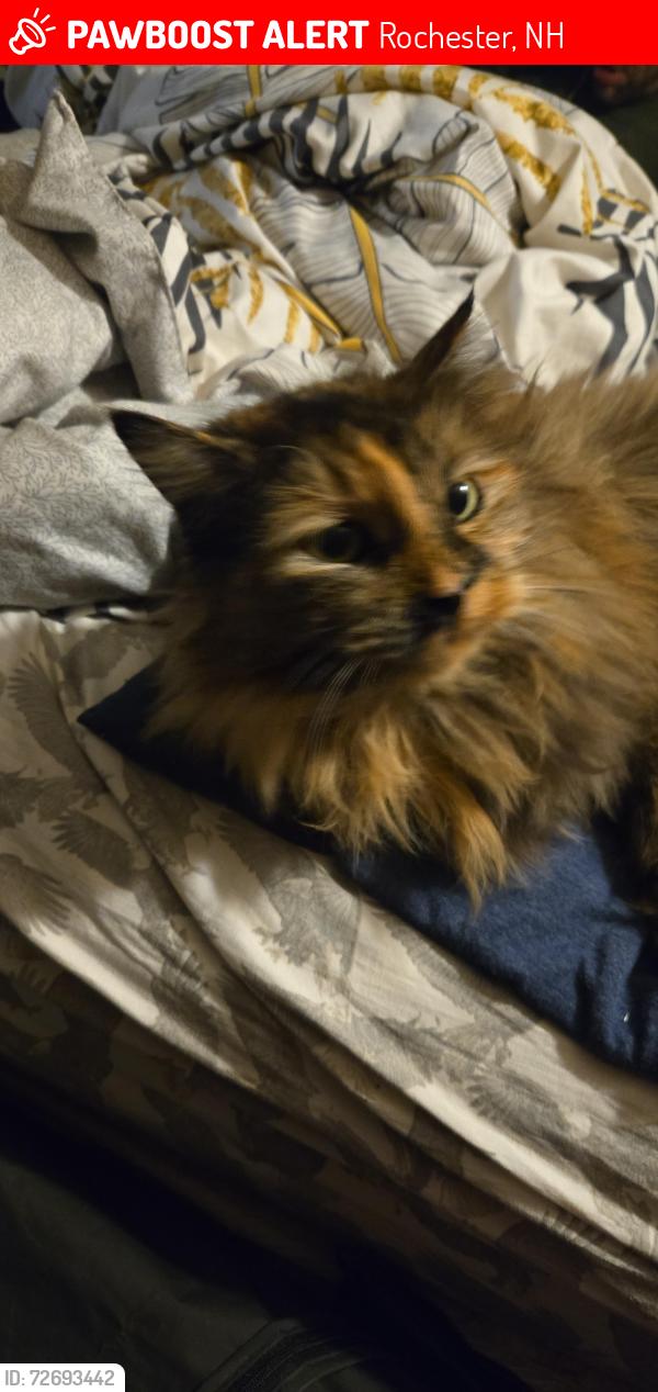 Lost Female Cat last seen Autumn Street and Grove Street , Rochester, NH 03868