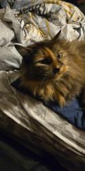 Lost Female Cat last seen Autumn Street and Grove Street , Rochester, NH 03868