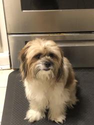 Lost Male Dog last seen Westpoint, Fayetteville, NC 28304
