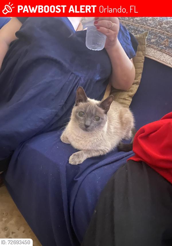 Lost Male Cat last seen Chicago Woods Cir, Orlando, FL 32824