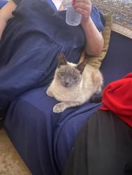 Lost Male Cat last seen Chicago Woods Cir, Orlando, FL 32824