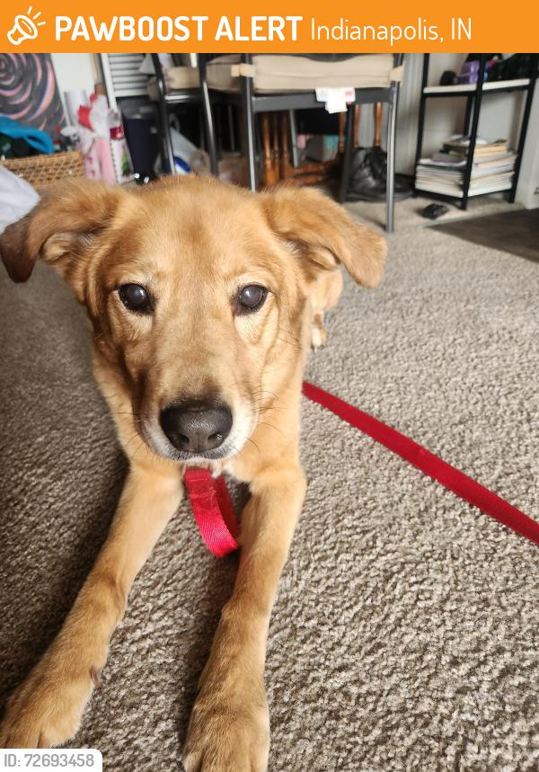 Found/Stray Female Dog last seen TGM Shadeland Station apmt Complex, Indianapolis, IN 46256