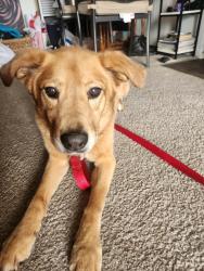 Found/Stray Female Dog last seen TGM Shadeland Station apmt Complex, Indianapolis, IN 46256
