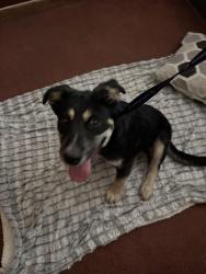 Found/Stray Male Dog last seen Manor 93308, Bakersfield, CA 93305
