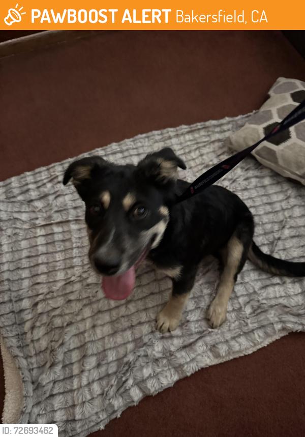 Found/Stray Male Dog last seen Manor 93308, Bakersfield, CA 93305
