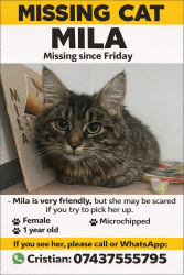 Lost Female Cat last seen Red barn close, Greater London, England CR8
