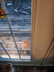 Found/Stray Unknown Cat last seen Pacific Ave Moncton, Moncton, NB E1E