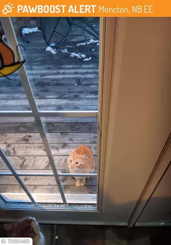 Found/Stray Unknown Cat last seen Pacific Ave Moncton, Moncton, NB E1E