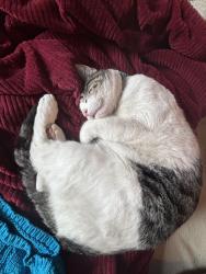 Lost Male Cat last seen s station at the bottom of the hill, La Mesa, CA 91942