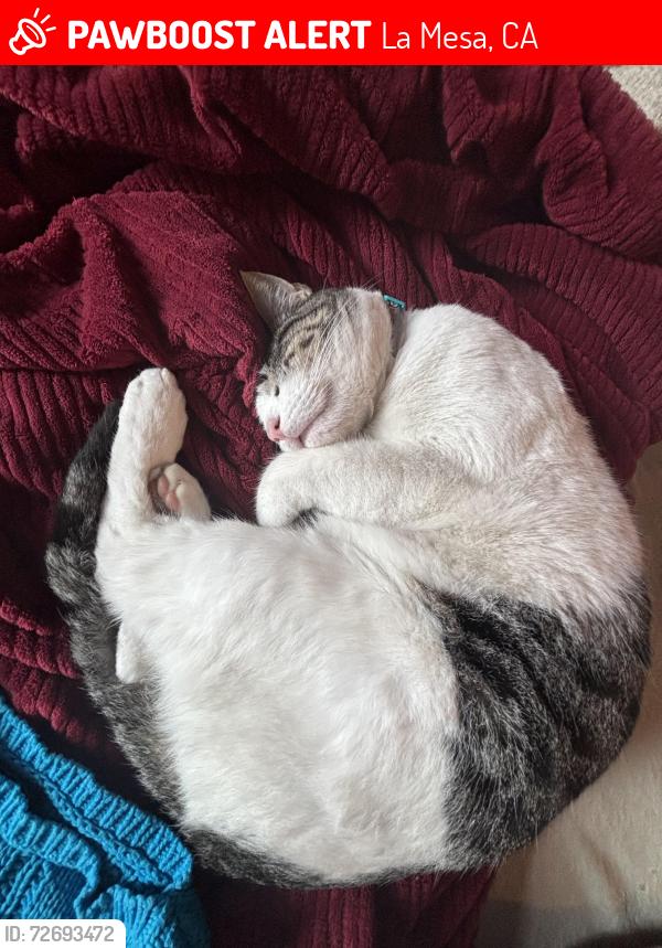 Lost Male Cat last seen s station at the bottom of the hill, La Mesa, CA 91942