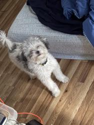 Lost Female Dog last seen Morris , Philadelphia, PA 19145