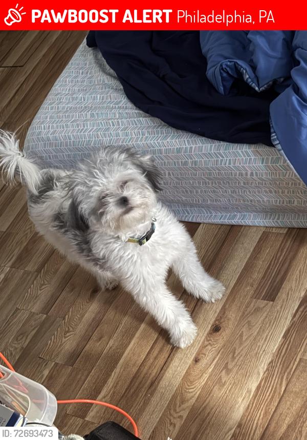 Lost Female Dog last seen Morris , Philadelphia, PA 19145