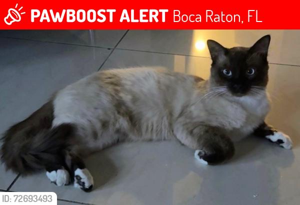 Lost Male Cat last seen 13th and 13th near Boca High, Boca Raton, FL 33486