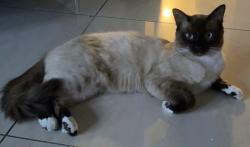 Lost Male Cat last seen 13th and 13th near Boca High, Boca Raton, FL 33486