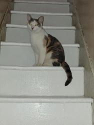 Found/Stray Female Cat last seen 10th and Elm streets, Reading, PA 19601