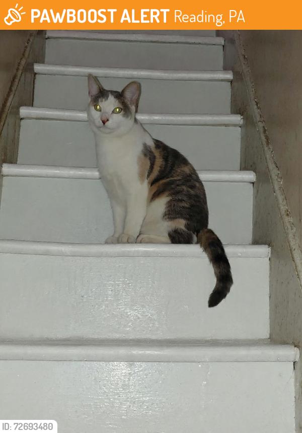 Found/Stray Female Cat last seen 10th and Elm streets, Reading, PA 19601