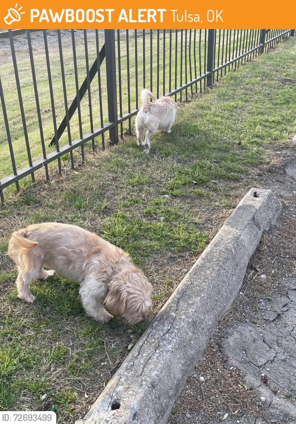 Found/Stray Unknown Dog last seen Near S. Jackson Avenue, Tulsa, OK 74107