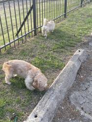 Found/Stray Unknown Dog last seen Near S. Jackson Avenue, Tulsa, OK 74107