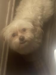 Lost Female Dog last seen Baywood and Bromack, Atlanta, GA 30315