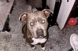 Lost Male Dog last seen Near leaning oak , Spring Branch, TX 78070