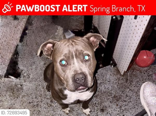 Lost Male Dog last seen Near leaning oak , Spring Branch, TX 78070