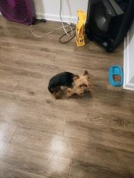 Lost Male Dog last seen 14th street, Greenville, NC 27858