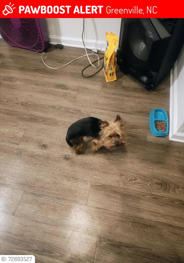 Lost Male Dog last seen 14th street, Greenville, NC 27858